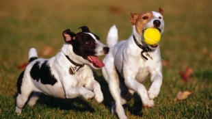 ¿Raza y comportamiento canino van de la mano? Nueva investigación lo desmiente