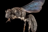 Reaparece abeja australiana que se creía extinta hace 100 años