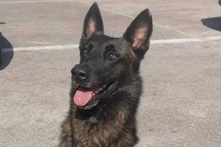 ¡Aplausos! Peludo rescata a una niña desaparecida en la selva de Quintana Roo