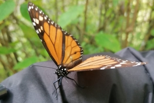 Alistan santuarios de la mariposa monarca para recibir a visitantes