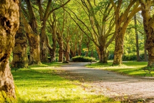 Vivir cerca de zonas verdes reduce el riesgo de sufrir un derrame cerebral