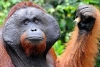 Por instinto, los orangutanes saben utilizar martillos y piedras afiladas