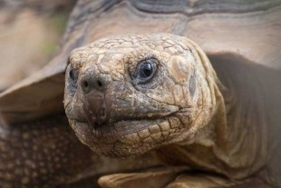 El secreto de la vida eterna podría esconderse en la longevidad de las tortugas