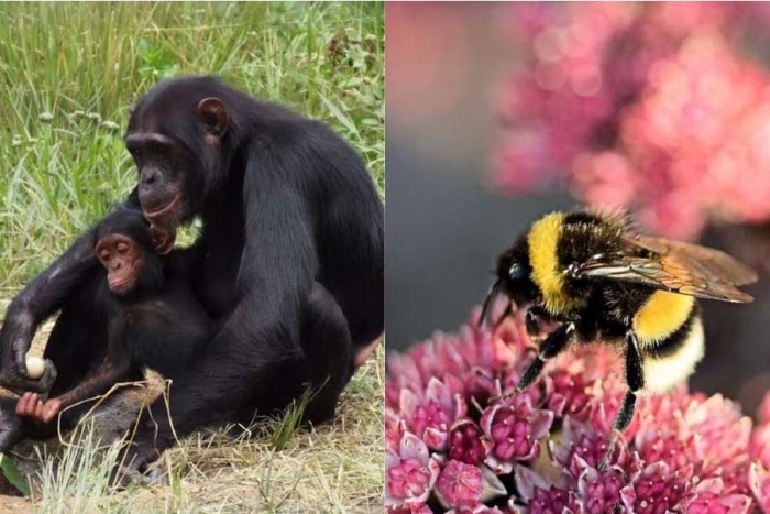 Los resultados compartidos sugieren que tanto los simios como los mencionados insectos tienen la capacidad para la acumulación cultural