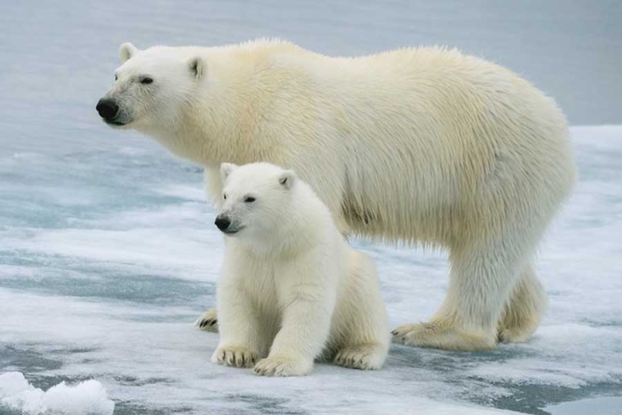 No sólo dan ternura; patas de los osos polares están diseñadas para jugar y cazar en la nieve