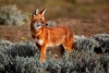 ¡Wow! Encuentran el único fósil hasta ahora conocido del lobo etíope