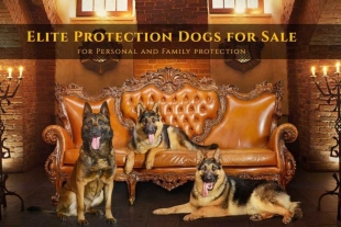 Elite Protection Dogs: ¿cómo funciona la empresa que los deportistas ingleses utilizan?