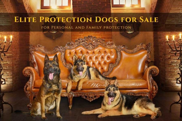 Elite Protection Dogs: ¿cómo funciona la empresa que los deportistas ingleses utilizan?