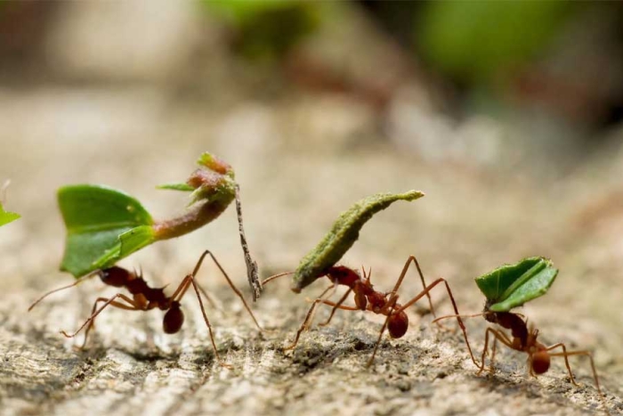 ¡No lo vas a creer! Nueva investigación cuantificó a las hormigas de la tierra