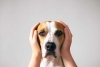 Perros y estrés: tu mascota puede olerlo y “contagiarse” de él