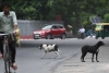 Nueva Delhi caza a miles de perros callejeros previo al G20