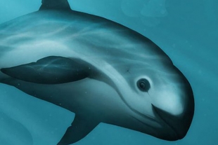 EE. UU. desestima estrategia de gobierno mexicano para salvar a vaquita marina