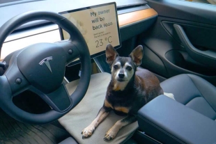 El correo trae consigo una imagen donde se aprecia un canino sentado en el asiento del copiloto