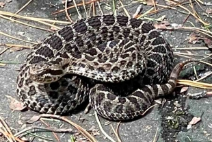 ¡Atención! Usuarios reportan presencia de serpientes de cascabel en Parque Bicentenario de Metepec