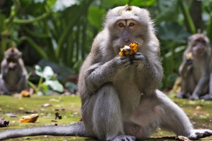 Por falta de turistas, macacos salvajes de Bali están asaltando las casas