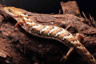 Este reptil suele habitar los bosques tropicales de los estados de Nayarit, Jalisco, Colima, Michoacán y Guerrero