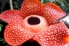 Descubren en Indonesia la flor más grande del mundo
