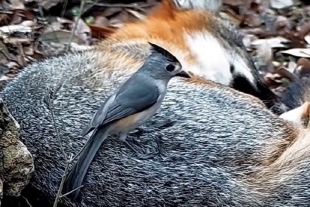 Descubren que los pájaros roban pelo de zorro para calentar sus nidos