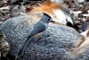 Descubren que los pájaros roban pelo de zorro para calentar sus nidos