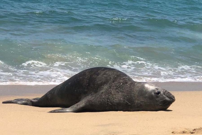 León Marino vacaciona en Bahía de Banderas ante playas desiertas