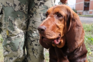 ¡Gran trabajo! Ella es “Max”, la perrita de la marina que localizó a Rafael Caro Quintero