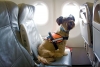 ¿Qué mascotas sí pueden viajar en la cabina de un avión?