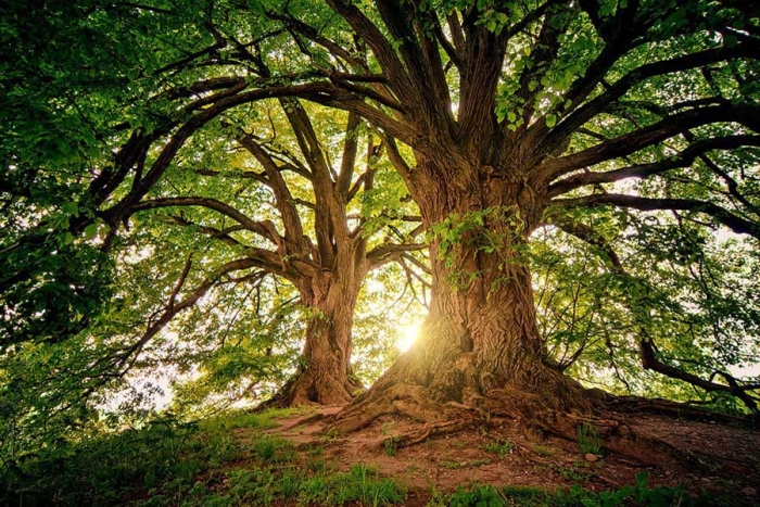 Increíble: Descubren que los árboles “hablan entre sí” en la profundidad de los bosques