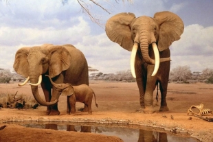Elefantes africanos son oficialmente declarados en peligro de extinción