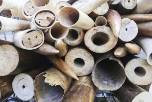 ¡Bravo! Reino Unido prohibirá el comercio de marfil de cinco especies amenazadas