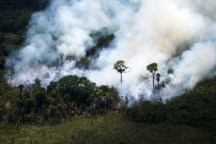¡Terrible! Brasil deforestó 56 kilómetros cuadrados al día durante 2022