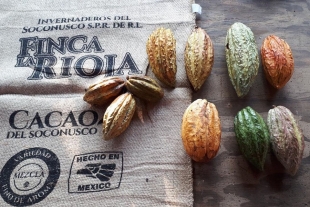 Uno de los mejores cacaos del mundo se encuentra en Chiapas