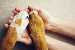 ¡Desde 154 pesos! Liverpool promociona seguros para mascotas