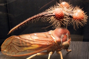 Los insectos más asombrosos del planeta