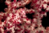 El increíble camuflaje de los caballitos de mar pigmeos