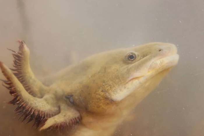 Ambystoma graulosum: el primo toluco del ajolote