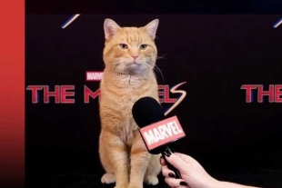 Por huelga de actores, gatito protagoniza rueda de prensa de la última película de Marvel