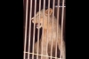 ¡Otro más! Rescatan a leona cachorra en Atizapán de Zaragoza