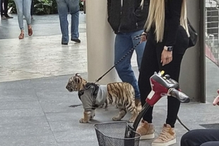 Mujer causa indignación en redes sociales por pasear con tigre en CDMX