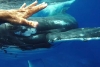 Canadá emite multa por acercarse mucho a una ballena