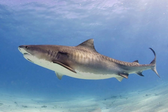 Tiburón tigre, un superdepredador de los océanos