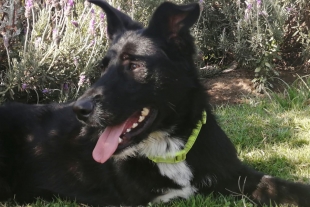 Continúa en Toluca proceso de adopción canina