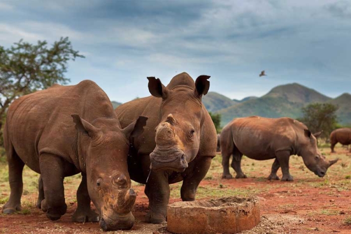 ¡Alerta! Rinocerontes de Sudáfrica enfrentan una infección que podría ser letal