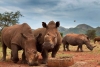 ¡Alerta! Rinocerontes de Sudáfrica enfrentan una infección que podría ser letal