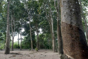 Cinco nuevos proyectos para restaurar la biodiversidad en América Latina 