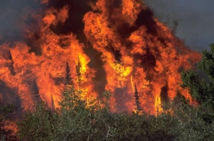 Los incendios forestales en Europa generaron más de 6 megatoneladas de carbono