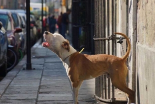 Crean guía para identificar el maltrato psicológico en mascotas