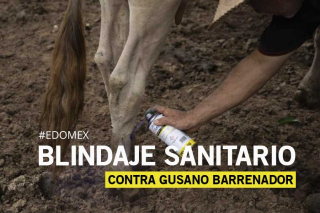 Blindaje sanitario en el sur del Edoméx contra gusano barrenador