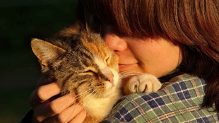 Prueba genética revela que los gatos se domesticaron a sí mismos