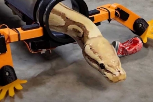¡Que ingenioso! YouTuber construye unas piernas robóticas para que las serpientes “caminen”