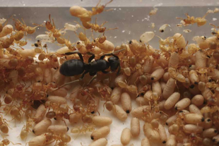 La hormiga parásita, perteneciente a la especie Lasius orientalis, adquiera el olor característico de la colonia hospedadora